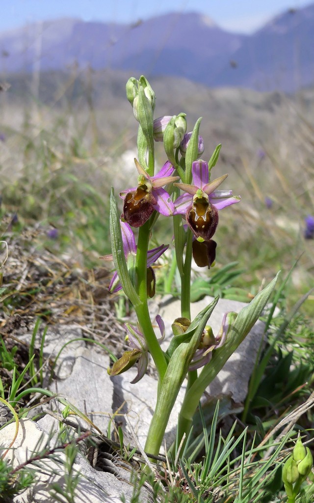 Ophrys crabronifera nellAbruzzo aquilano - aprile  2022.